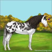 Horse Color:Liver Chestnut Splash Appaloosa 
