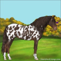 Horse Color:Liver Chestnut Appaloosa 