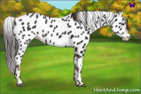 Horse Color:Liver Chestnut Appaloosa 