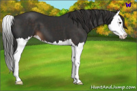 Horse Color:Liver Chestnut Splash 