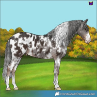 Horse Color:White Spotted Liver Chestnut Appaloosa 