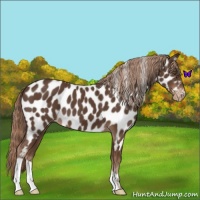 Horse Color:Liver Chestnut Leopard 
