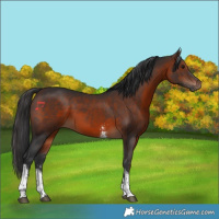 Horse Color:Brown Sabino Tobiano Rabicano 