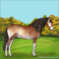 Horse Color:Bay Onyx Sabino 