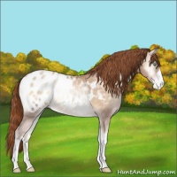 Horse Color:Buckskin Roan Pearl Onyx Appaloosa 