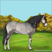 Horse Color:Blue Onyx Roan