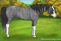 Horse Color:Blue Roan Splash 