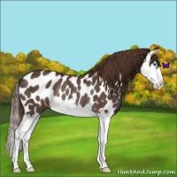 Horse Color:Liver Chestnut Splash Appaloosa Rabicano 
