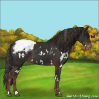 Horse Color:White Spotted Liver Chestnut Varnish 