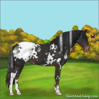 Horse Color:White Spotted Liver Chestnut Appaloosa