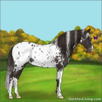 Horse Color:White Spotted Liver Chestnut Blanket Rabicano 