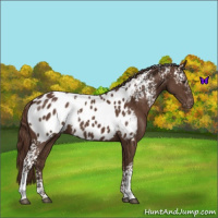 Horse Color:White Spotted Liver Chestnut Near Leopard 