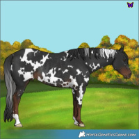 Horse Color:White Spotted Liver Chestnut Rabicano 