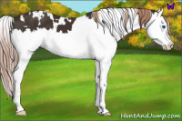 Horse Color:White Spotted Liver Chestnut Splash 
