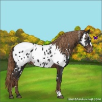Horse Color:White Spotted Liver Chestnut Near Leopard 