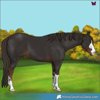 Horse Color:Liver Chestnut 