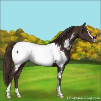Horse Color:Liver Chestnut Sabino Appaloosa 