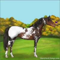 Horse Color:White Spotted Liver Chestnut Appaloosa