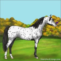 Horse Color:Liver Chestnut Appaloosa 