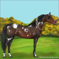 Horse Color:White Spotted Liver Chestnut Varnish