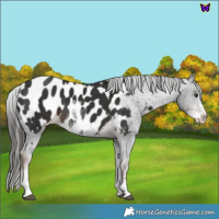 Horse Color:Liver Chestnut Sabino Appaloosa