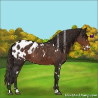 Horse Color:White Spotted Liver Chestnut Blanket Rabicano 