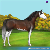 Horse Color:Liver Chestnut Sabino Splash 