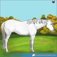 Horse Color:White Spotted Liver Chestnut Blanket