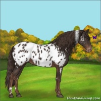 Horse Color:White Spotted Liver Chestnut Sabino Blanket