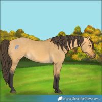 Horse Color:Buckskin Dun 