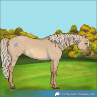 Horse Color:Chocolate Palomino Dun 