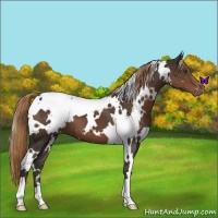 Horse Color:White Spotted Liver Chestnut Varnish 