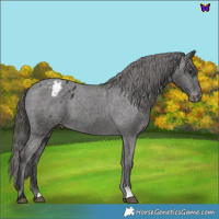 Horse Color:Liver Chestnut Appaloosa 