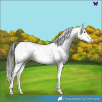 Horse Color:Liver Chestnut Sabino 