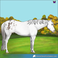 Horse Color:Liver Chestnut Sabino Blanket 