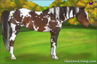 Horse Color:White Spotted Liver Chestnut 