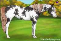 Horse Color:White Spotted Liver Chestnut Sabino 