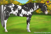 Horse Color:White Spotted Liver Chestnut Sabino 