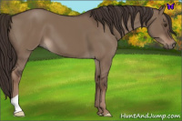 Horse Color:Liver Red Dun 