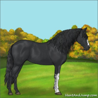 Horse Color:Black  and Black 