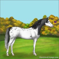 Horse Color:Blue Roan Splash Frame Appaloosa 
