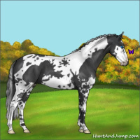 Horse Color:Blue Roan Splash Tobiano