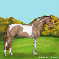 Horse Color:Red Roan Tobiano