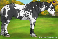 Horse Color:Blue Roan Splash Tobiano 