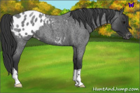 Horse Color:Blue Roan Appaloosa
