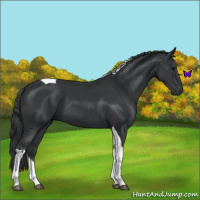 Horse Color:Black Tobiano 
