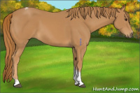 Horse Color:Chestnut Tobiano Frame 