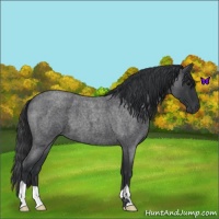 Horse Color:Blue Roan 