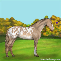 Horse Color:Red Dun Appaloosa 