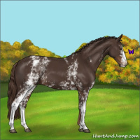 Horse Color:White Spotted Liver Chestnut 